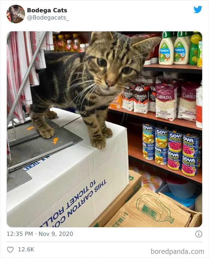 This Twitter Account Collects Photos Of Cats In Small Shops Looking Like They Own The Place (50 New Pics)