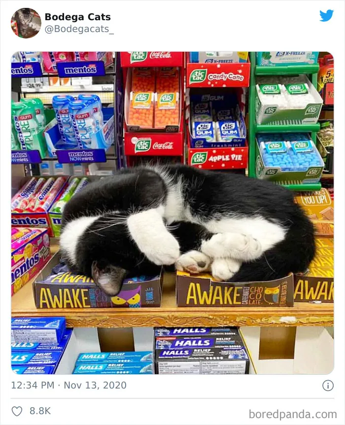 This Twitter Account Collects Photos Of Cats In Small Shops Looking Like They Own The Place (50 New Pics)