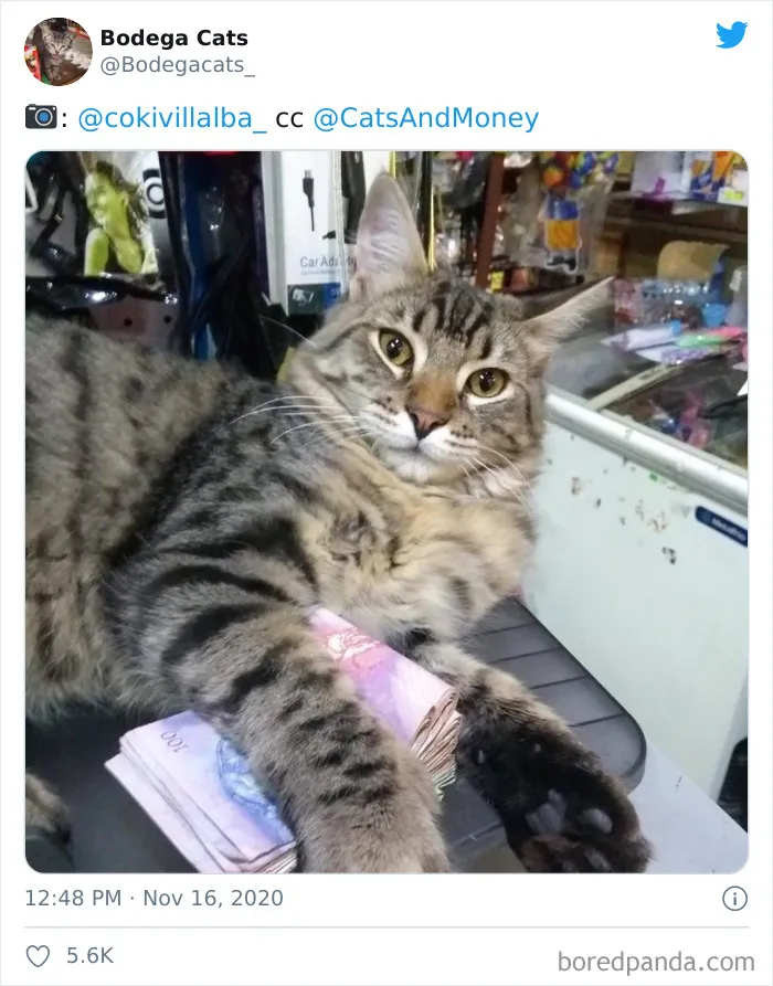 This Twitter Account Collects Photos Of Cats In Small Shops Looking Like They Own The Place (50 New Pics)