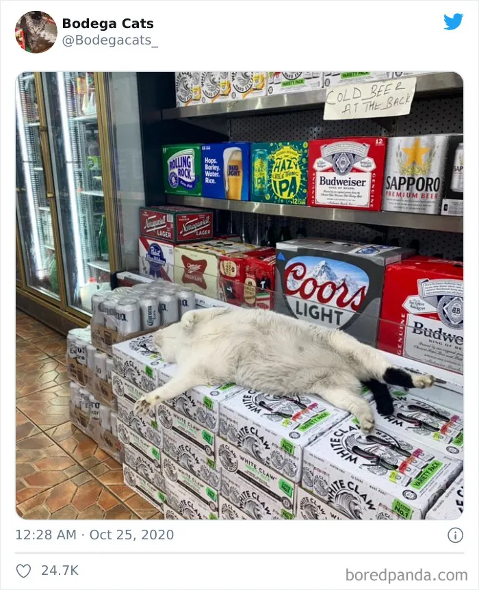 This Twitter Account Collects Photos Of Cats In Small Shops Looking Like They Own The Place (50 New Pics)