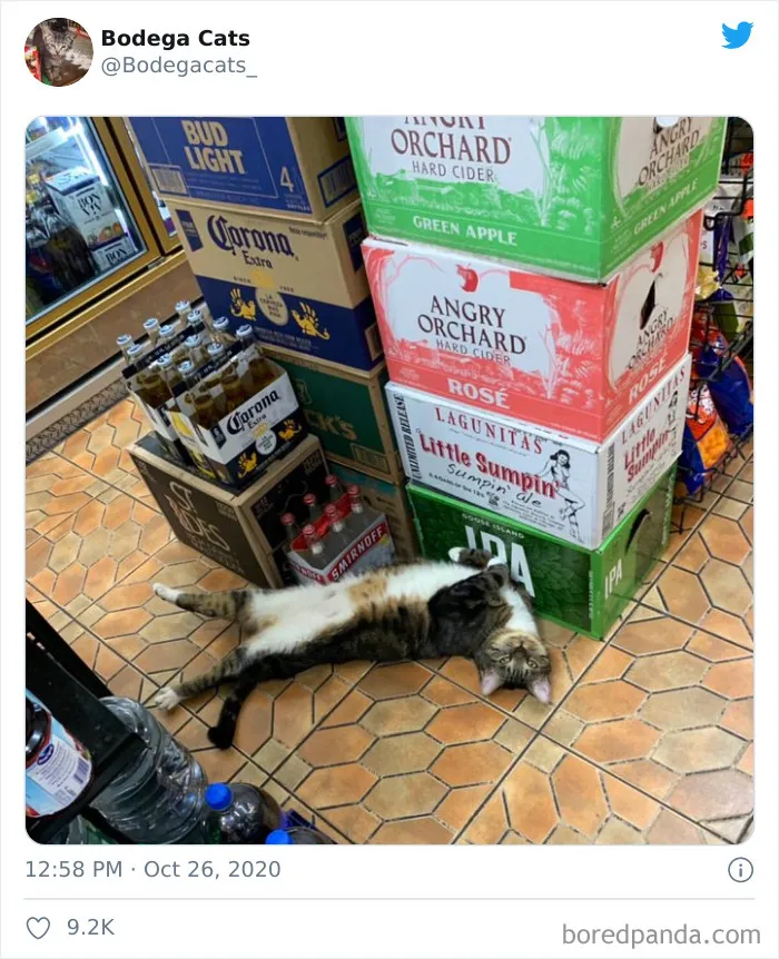 This Twitter Account Collects Photos Of Cats In Small Shops Looking Like They Own The Place (50 New Pics)