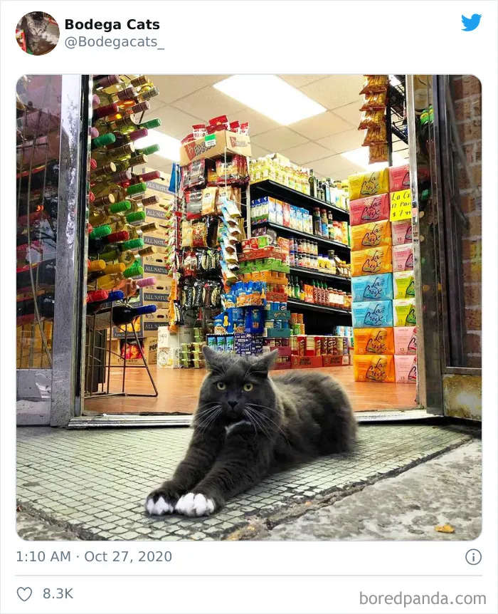 This Twitter Account Collects Photos Of Cats In Small Shops Looking Like They Own The Place (50 New Pics)