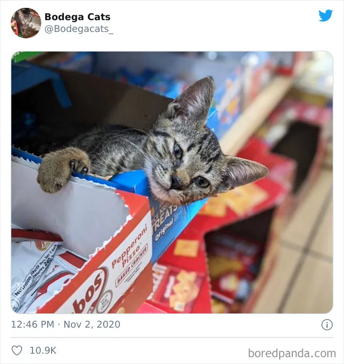 This Twitter Account Collects Photos Of Cats In Small Shops Looking Like They Own The Place (50 New Pics)