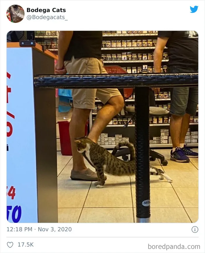 This Twitter Account Collects Photos Of Cats In Small Shops Looking Like They Own The Place (50 New Pics)