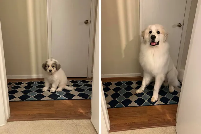 People Are Sharing How Their Pets Have Changed In A Wholesome "Then And Now" Challenge (30 Pics)