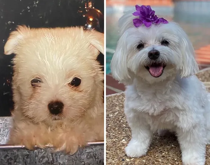People Are Sharing How Their Pets Have Changed In A Wholesome "Then And Now" Challenge (30 Pics)