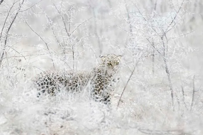 Leopard And Brambles