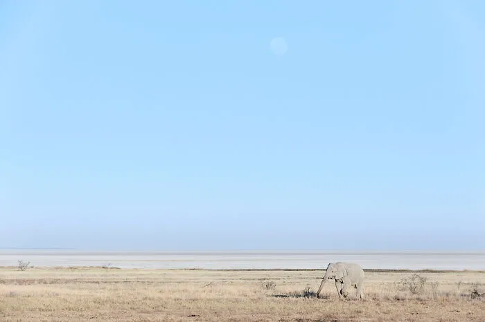 Moon Rise And Elephant Edge Of Pan
