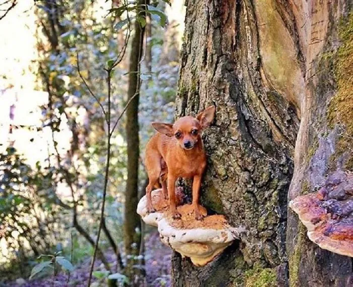 Dogs Standing On Mushrooms Is The Internet's New Favorite Thing (26 Pics)