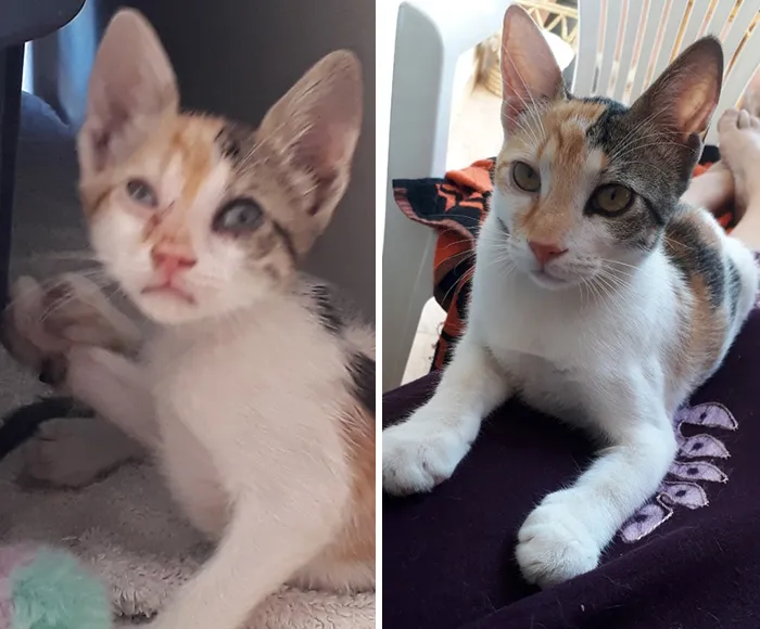 People Are Sharing How Their Pets Have Changed In A Wholesome "Then And Now" Challenge (30 Pics)