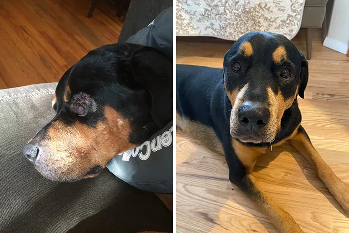 People Are Sharing How Their Pets Have Changed In A Wholesome "Then And Now" Challenge (30 Pics)