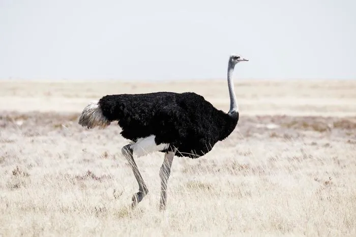Male Ostrich