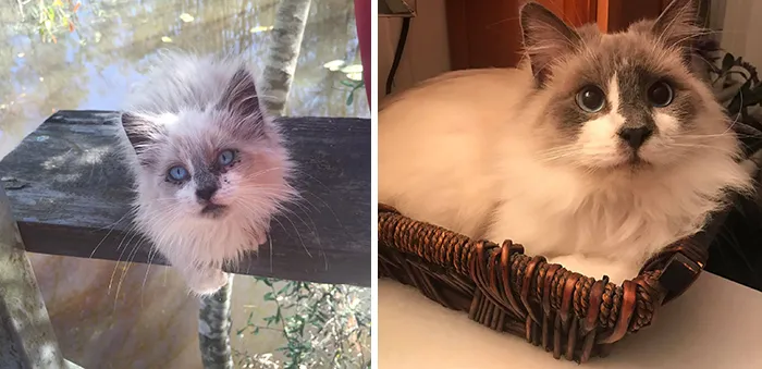 People Are Sharing How Their Pets Have Changed In A Wholesome "Then And Now" Challenge (30 Pics)