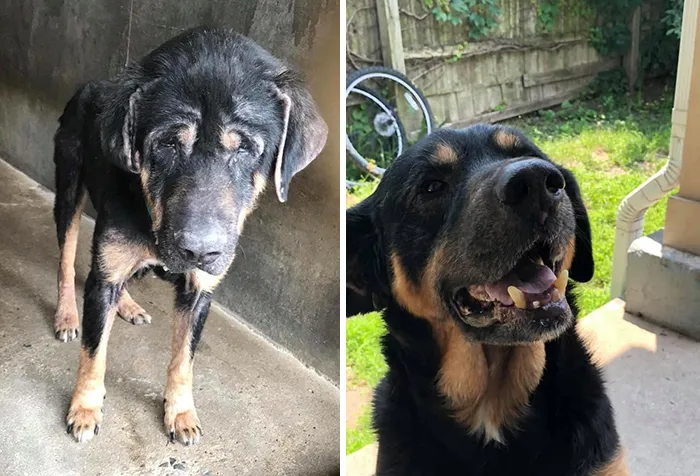 People Are Sharing How Their Pets Have Changed In A Wholesome "Then And Now" Challenge (30 Pics)