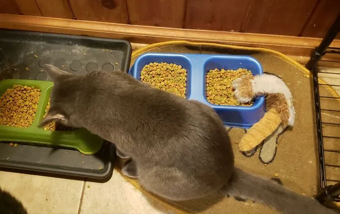 My Cat Carries His Toy With Him All Over The House. I Just Went Out In The Kitchen And Saw This. Apparently He Thought It Was Hungry Too.