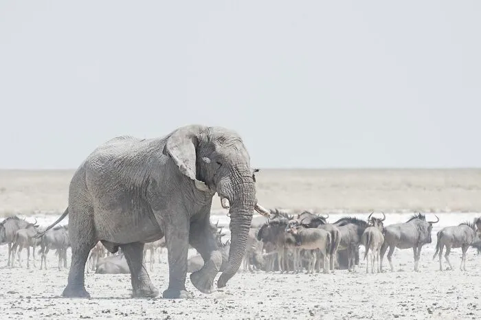 Bull Elephant And Wildebeest