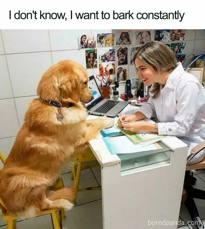 Funny dog meme of a Golden Retriever sitting with a woman at a desk, appearing to have a conversation.