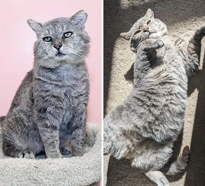 After 6 Months Spent In A Shelter, They Thought He Would Never Get Adopted Due To Him Having Fiv. Now He's Been My Bud For Over A Year And Living His Best Life