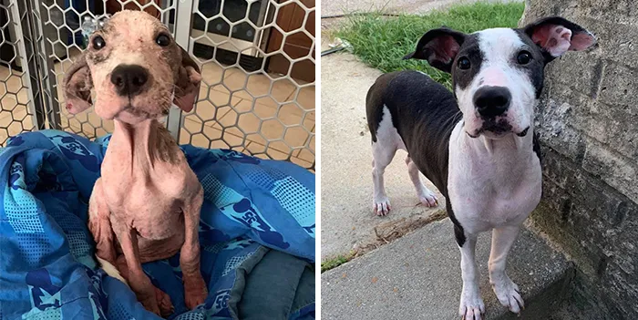People Are Sharing How Their Pets Have Changed In A Wholesome "Then And Now" Challenge (30 Pics)