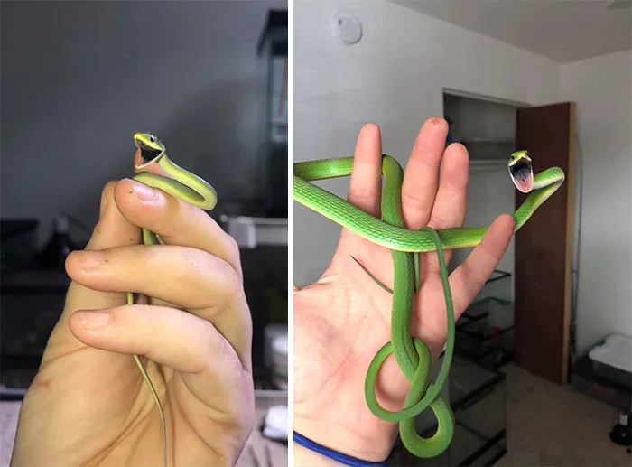 Kiwi es una desagradecida y siempre nos abre la boca y golpea. Hoy ha tenido un hijo, y tras salir del cascarón, ha decidido portarse igual que su madre