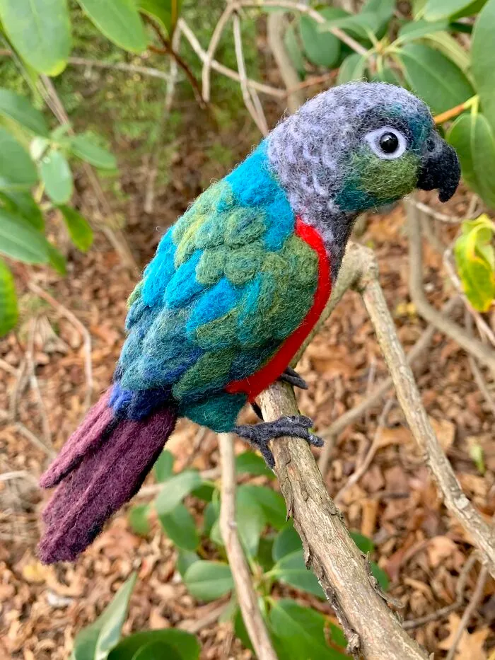 Crimson-Bellied Conure
