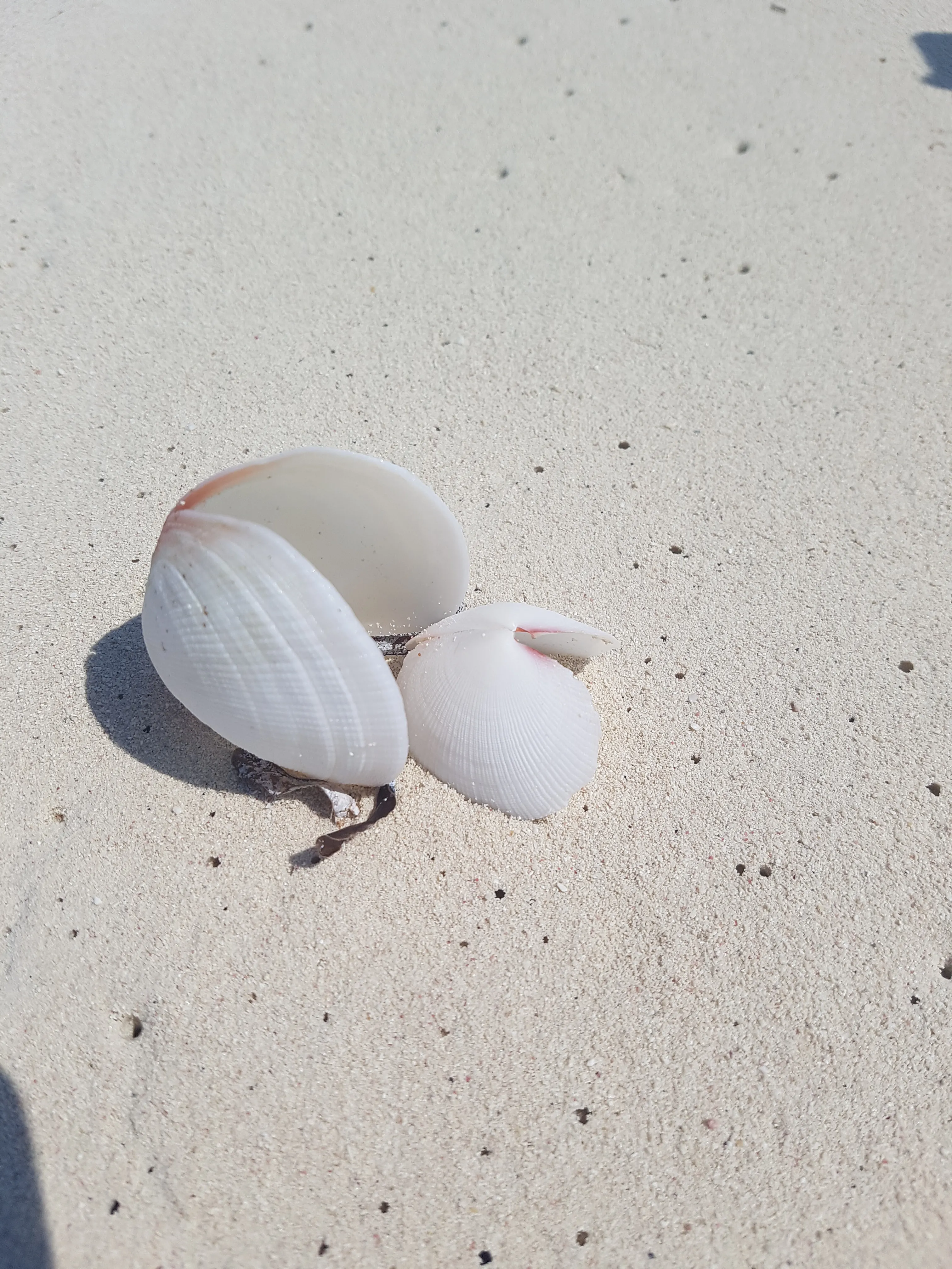 Love Shells
