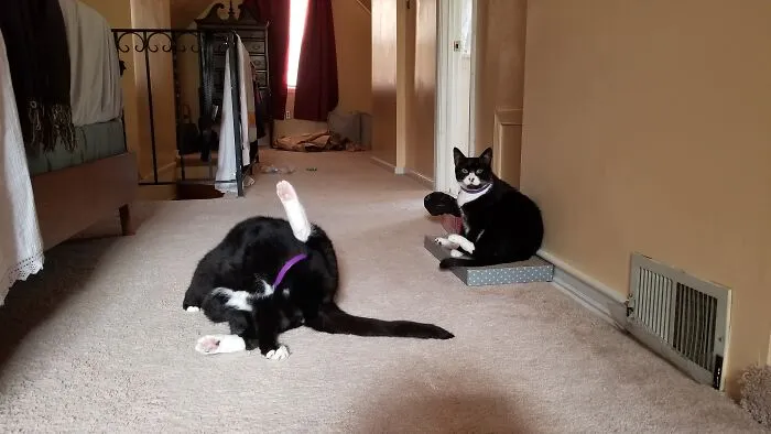 As Soon As I Whipped Out The Camera, They Whipped Out Their Naughty Bits For A Wash