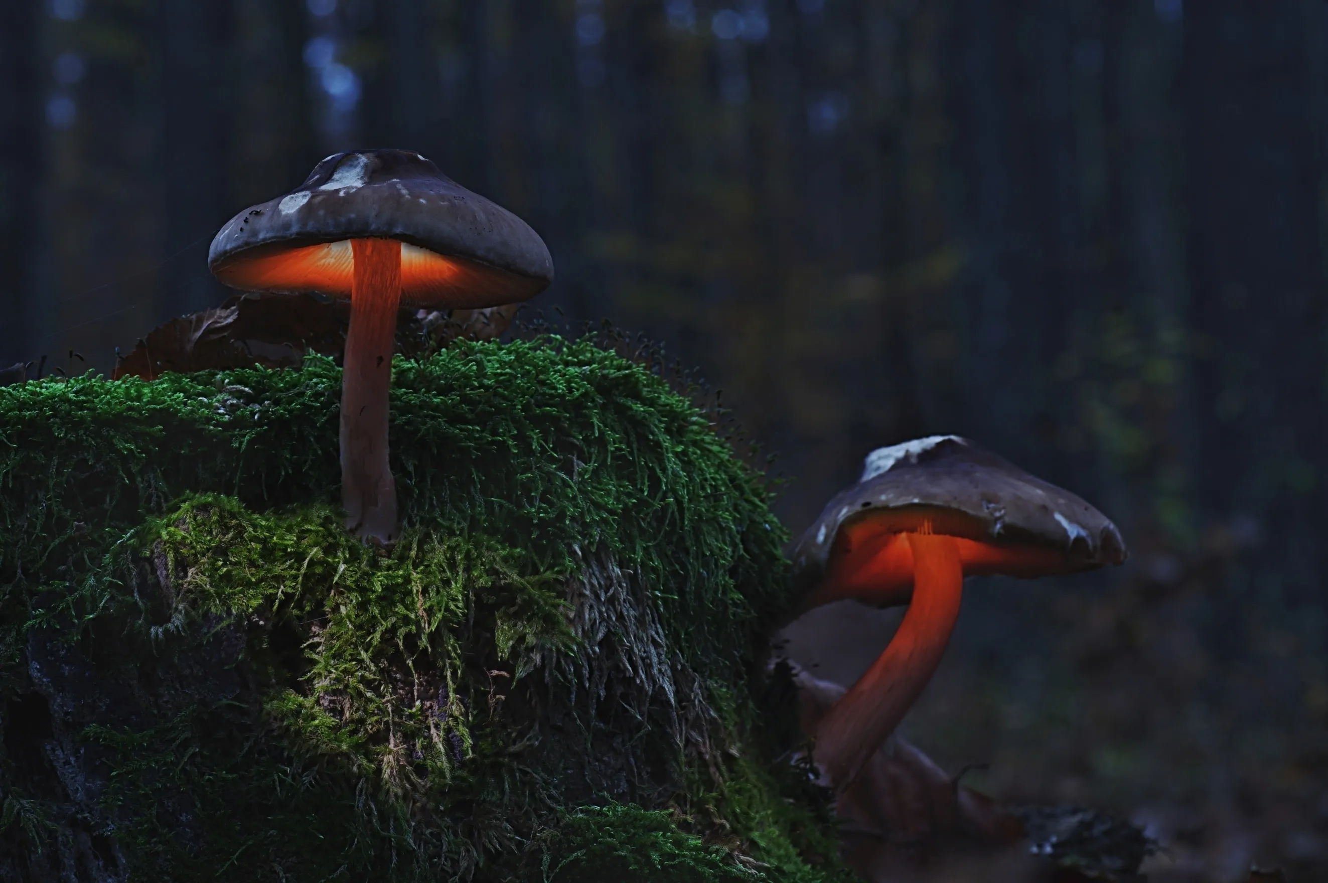 Deer Mushroom