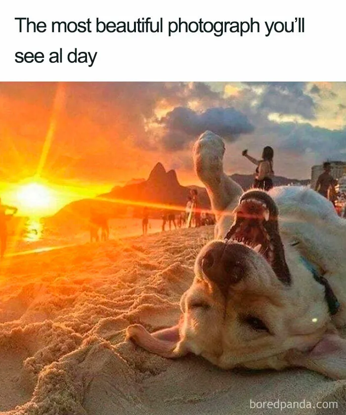 Golden Hour Goofball