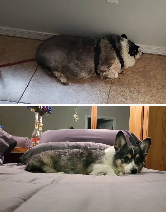 People Are Sharing How Their Pets Have Changed In A Wholesome "Then And Now" Challenge (30 Pics)
