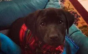 130 Of The Funniest Dog Memes Ever