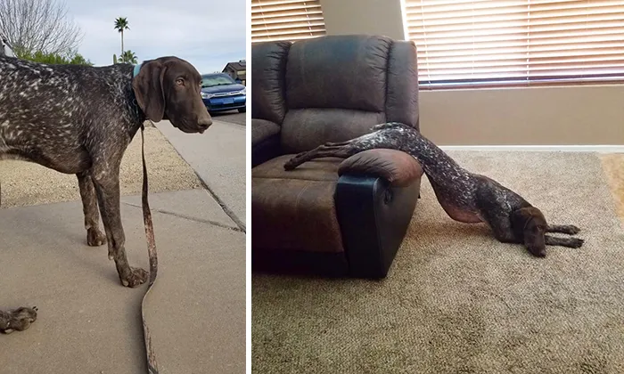 People Are Sharing How Their Pets Have Changed In A Wholesome "Then And Now" Challenge (30 Pics)
