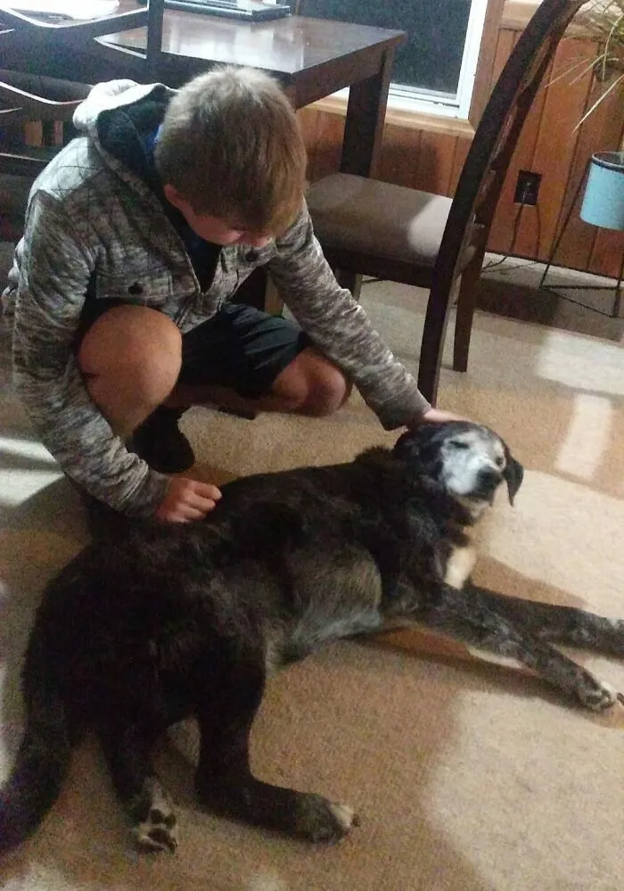 Puck tiene 14 años. El otro día se hizo daño y no se podía levantar. Pensábamos que le tendríamos que sacrificar, pero en cuanto lo recogimos se puso bien milagrosamente (se le había descolocado la cadera). Nos lo agradeció robándonos una pizza de la mesa esa misma noche