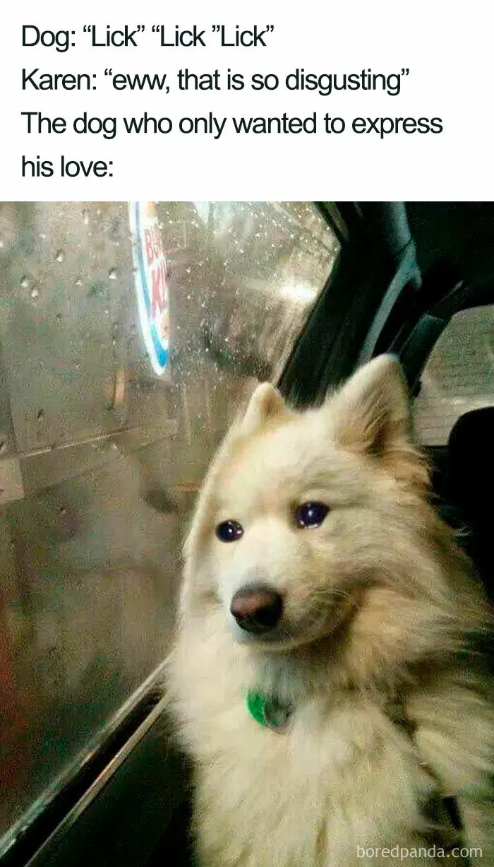 Fluffy dog looking out a rainy car window with a disappointed expression; part of funny dog memes.