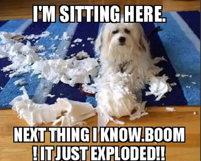 Small white dog sitting on a rug surrounded by torn paper, a funny dog meme showing a playful mess moment.