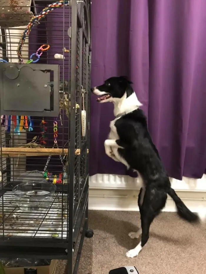 We Recently Got A Parrot. Gizmo Loves Him And Needs To See Him 24/7.  I Told Gizmo That He’s Not Allowed To Touch The Cage. Gizmo Found A Solution.  I Want To Shame Him, But I Feel Like I Should Congratulate Him.