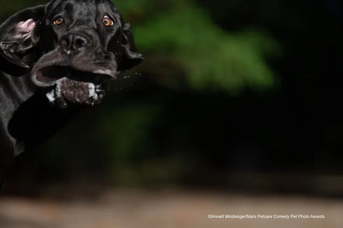'Shocked Mastiff' By Annett Mirsberger