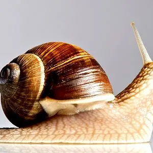 CocoaRice