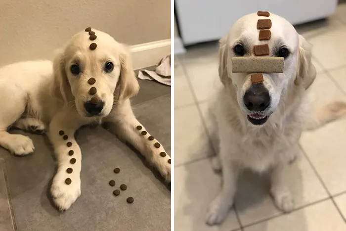 People Are Sharing How Their Pets Have Changed In A Wholesome "Then And Now" Challenge (30 Pics)