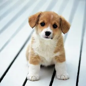 BoredPanda is awesome