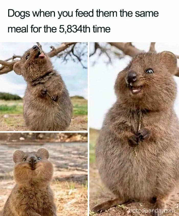 Meal Groundhog Day  