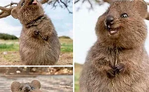 130 Of The Funniest Dog Memes Ever