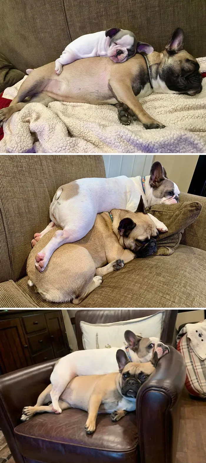 People Are Sharing How Their Pets Have Changed In A Wholesome "Then And Now" Challenge (30 Pics)