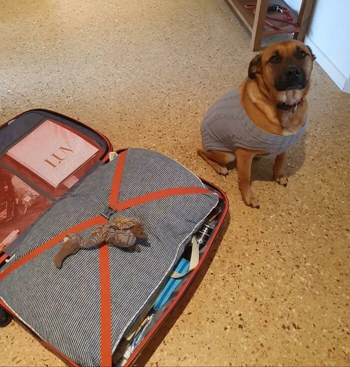 Bonnie Put Her Favourite Toy On My Packed Suitcase... Oh Man, The Feels