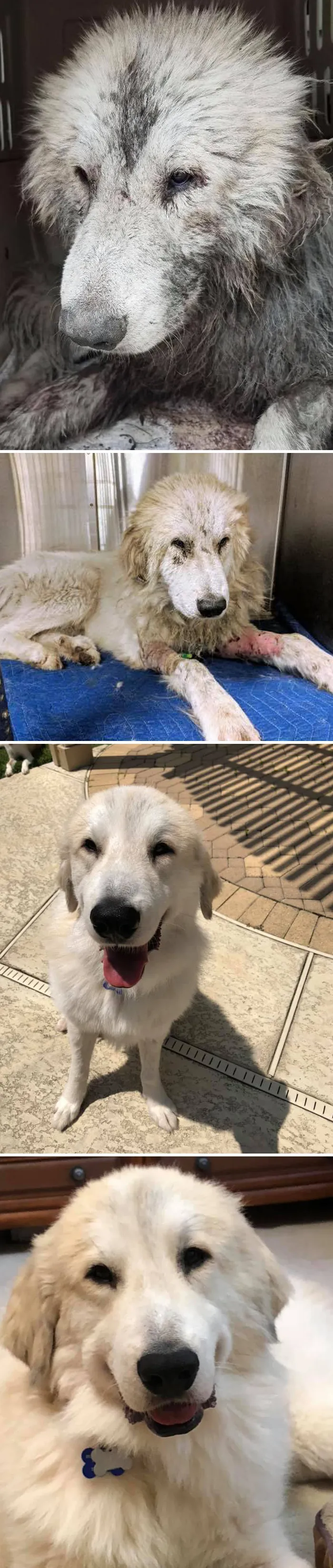 People Are Sharing How Their Pets Have Changed In A Wholesome "Then And Now" Challenge (30 Pics)