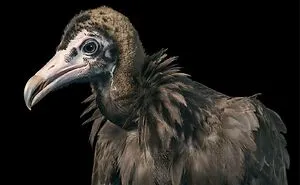 25 Portraits Of Rare And Endangered Birds That Look Simply Stunning