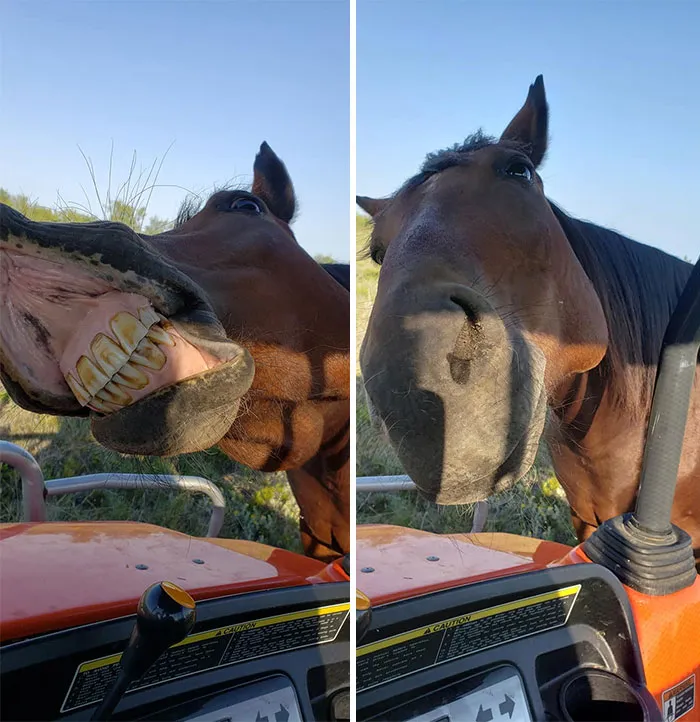 Este caballo tiene sobrepeso, y se cree que cuanto más me sonría y se acerque, más comida le daré