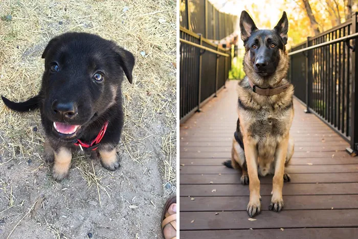 25 De las más reconfortantes respuestas al desafío "No quería un perro"