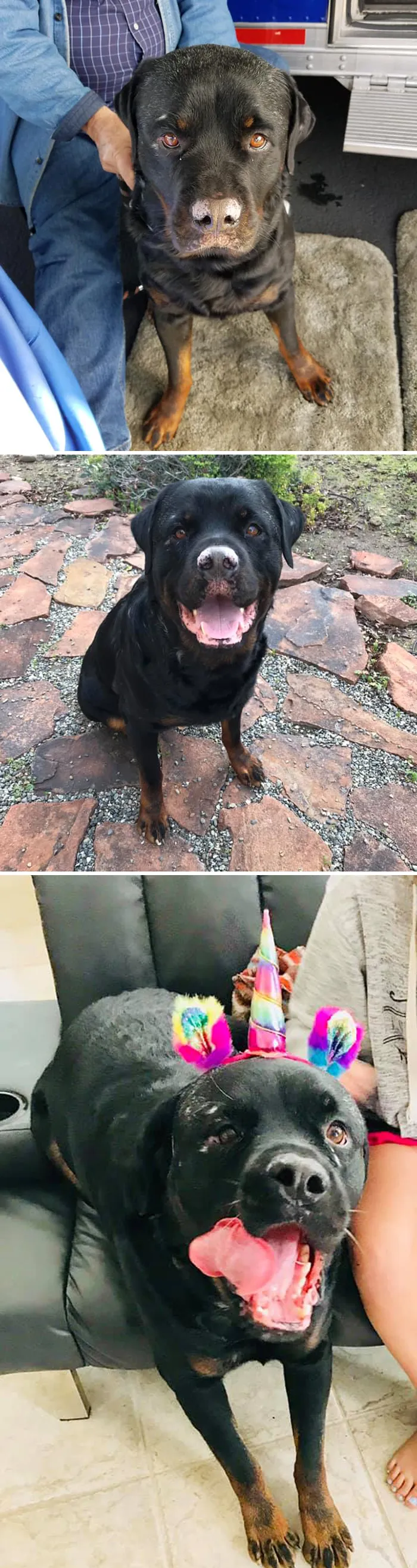 People Are Sharing How Their Pets Have Changed In A Wholesome "Then And Now" Challenge (30 Pics)