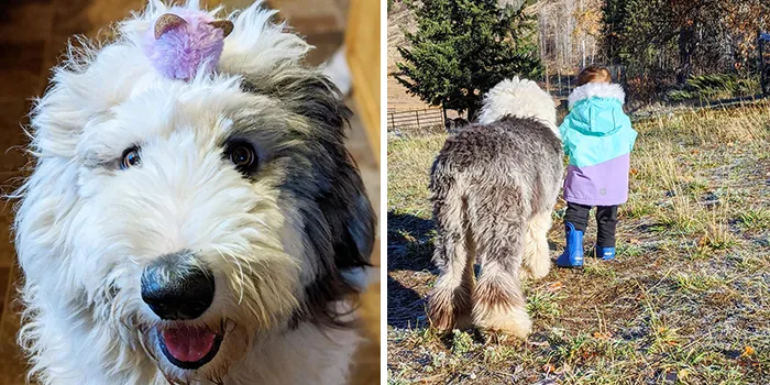 30 Of The Most Wholesome Responses To The 'Didn't Want A Dog' Challenge